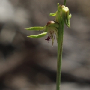 Corunastylis cornuta at Gundaroo, NSW - 6 Apr 2020