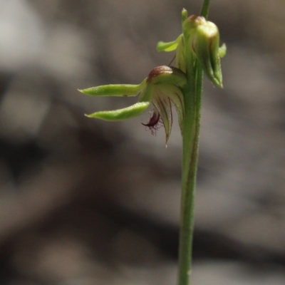 Corunastylis cornuta (Horned Midge Orchid) at Gundaroo, NSW - 6 Apr 2020 by MaartjeSevenster