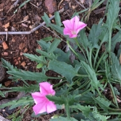 Convolvulus angustissimus subsp. angustissimus (Australian Bindweed) at Hughes Grassy Woodland - 5 Apr 2020 by KL