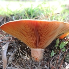 Lactarius deliciosus (Saffron Milkcap) at QPRC LGA - 6 Apr 2020 by Zoed