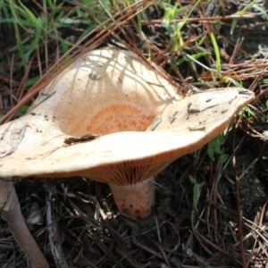 Lactarius deliciosus at Carwoola, NSW - 6 Apr 2020