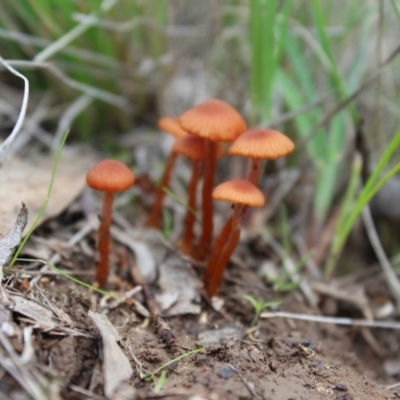 Laccaria sp. (Laccaria) at Carwoola, NSW - 6 Apr 2020 by Zoed