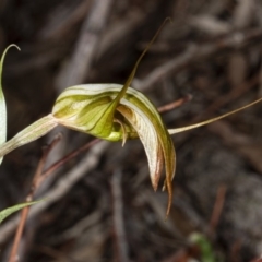 Diplodium ampliatum (Large autumn greenhood) at Crace, ACT - 5 Apr 2020 by DerekC