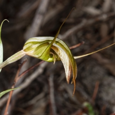 Diplodium ampliatum (Large Autumn Greenhood) at Gungaderra Grasslands - 5 Apr 2020 by DerekC