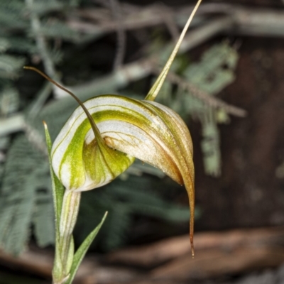 Diplodium ampliatum (Large Autumn Greenhood) at Crace, ACT - 5 Apr 2020 by DerekC