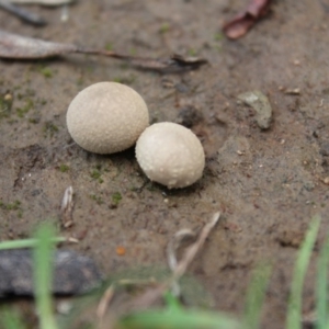 zz puffball at Carwoola, NSW - 6 Apr 2020 01:50 PM