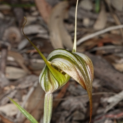 Diplodium ampliatum (Large Autumn Greenhood) at Crace, ACT - 5 Apr 2020 by DerekC