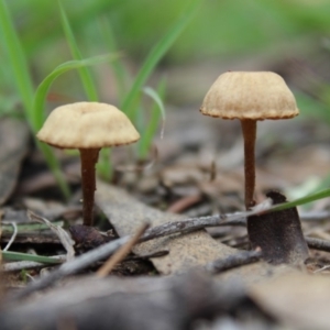 zz agaric (stem; gill colour unknown) at Carwoola, NSW - 6 Apr 2020