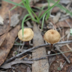 zz agaric (stem; gill colour unknown) at Carwoola, NSW - 6 Apr 2020