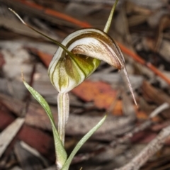 Diplodium ampliatum (Large Autumn Greenhood) at Crace, ACT - 5 Apr 2020 by DerekC