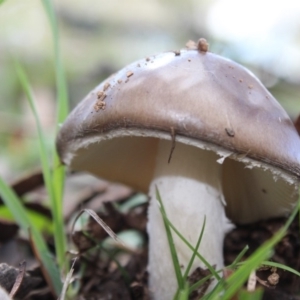 Amanita sp. at Carwoola, NSW - 6 Apr 2020