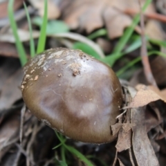 Amanita sp. at Carwoola, NSW - 6 Apr 2020