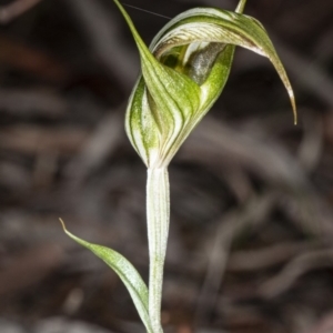 Diplodium ampliatum at Crace, ACT - suppressed