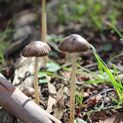 Oudemansiella 'radicata group' (Rooting shank) at Carwoola, NSW - 6 Apr 2020 by Zoed