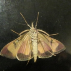 Uresiphita ornithopteralis (Tree Lucerne Moth) at Flynn, ACT - 6 Apr 2020 by Christine