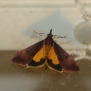 Uresiphita ornithopteralis at Flynn, ACT - 6 Apr 2020