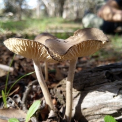 Oudemansiella 'radicata group' (Rooting shank) at Carwoola, NSW - 6 Apr 2020 by Zoed
