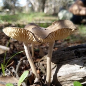 Oudemansiella 'radicata group' at Carwoola, NSW - 6 Apr 2020