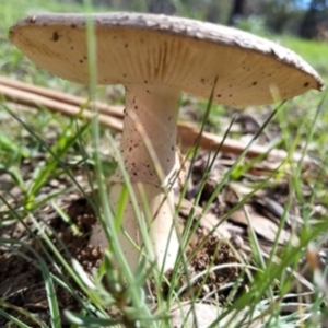 Amanita sp. at Carwoola, NSW - 6 Apr 2020