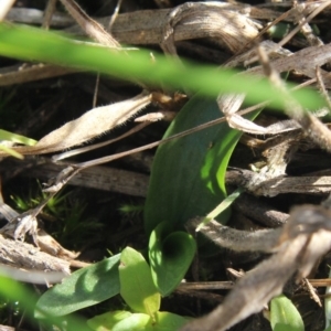 Spiranthes australis at Gundaroo, NSW - suppressed