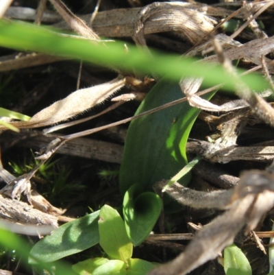 Spiranthes australis (Austral Ladies Tresses) at MTR591 at Gundaroo - 6 Apr 2020 by MaartjeSevenster