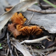 Unidentified Fungus at Carwoola, NSW - 6 Apr 2020 by Zoed