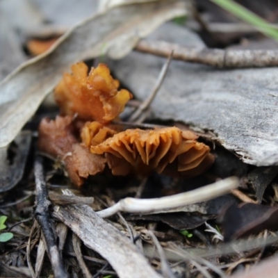 Unidentified Fungus at Carwoola, NSW - 6 Apr 2020 by Zoed