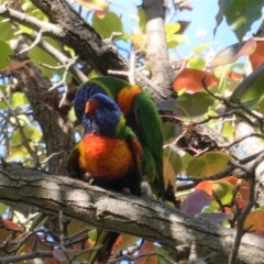 Trichoglossus moluccanus (Rainbow Lorikeet) at Hughes, ACT - 6 Apr 2020 by JackyF