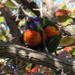 Trichoglossus moluccanus at Hughes, ACT - 6 Apr 2020