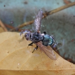 Chlorotachina sp. (genus) (A bristle fly) at Hughes, ACT - 6 Apr 2020 by JackyF