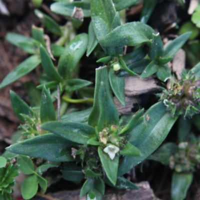 Crassula sp. at Gundaroo, NSW - 4 Apr 2020 by MaartjeSevenster