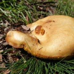 Phylloporus sp. (Phylloporus sp.) at Red Hill to Yarralumla Creek - 6 Apr 2020 by JackyF