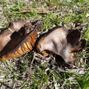 Phylloporus sp. at Hughes, ACT - 6 Apr 2020