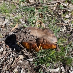 Phylloporus sp. at Hughes, ACT - 6 Apr 2020