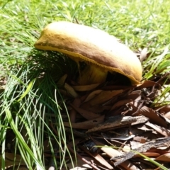 Phylloporus sp. at Hughes, ACT - 6 Apr 2020