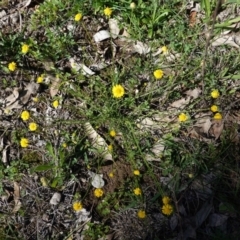 Calotis lappulacea (Yellow Burr Daisy) at Federal Golf Course - 6 Apr 2020 by JackyF