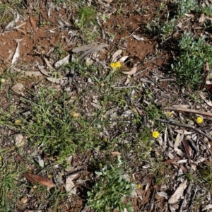 Calotis lappulacea at Hughes, ACT - 6 Apr 2020