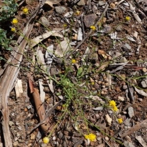 Calotis lappulacea at Hughes, ACT - 6 Apr 2020 11:19 AM