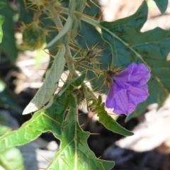 Solanum cinereum (Narrawa Burr) at Hughes, ACT - 6 Apr 2020 by JackyF