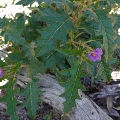 Solanum cinereum at Hughes, ACT - 6 Apr 2020