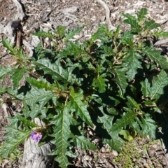 Solanum cinereum at Hughes, ACT - 6 Apr 2020