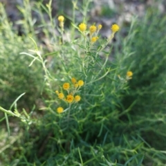 Chrysocephalum semipapposum (Clustered Everlasting) at Federal Golf Course - 6 Apr 2020 by JackyF