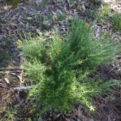 Chrysocephalum semipapposum at Hughes, ACT - 6 Apr 2020