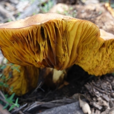 Phylloporus sp. (Phylloporus sp.) at Red Hill to Yarralumla Creek - 6 Apr 2020 by JackyF