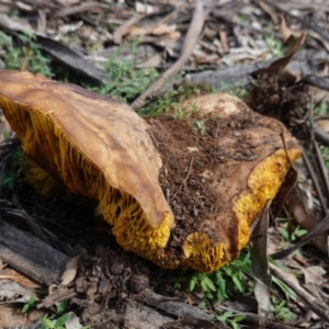 Phylloporus sp. at Hughes, ACT - 6 Apr 2020