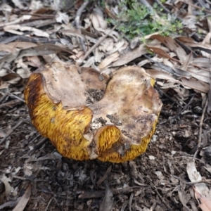 Phylloporus sp. at Hughes, ACT - 6 Apr 2020