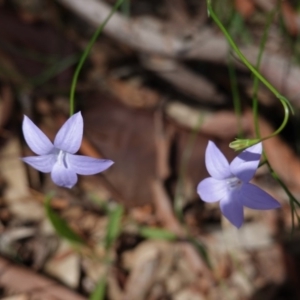 Wahlenbergia sp. at Hughes, ACT - 1 Apr 2020