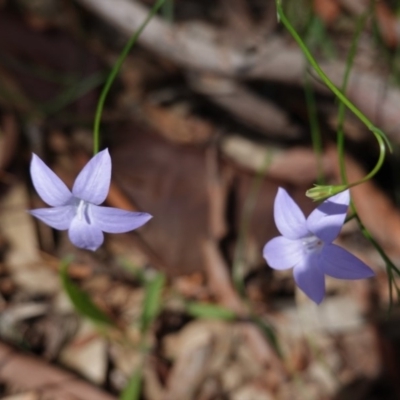 Wahlenbergia sp. (Bluebell) at Hughes, ACT - 1 Apr 2020 by JackyF