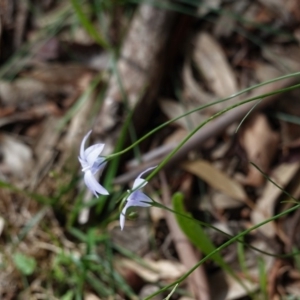 Wahlenbergia sp. at Hughes, ACT - 1 Apr 2020