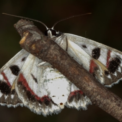 Crypsiphona ocultaria (Red-lined Looper Moth) at Dunlop, ACT - 5 Apr 2012 by Bron